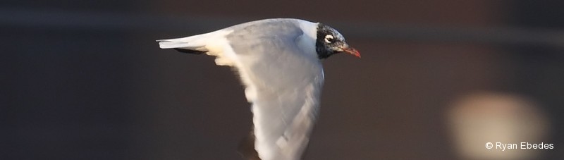 Gull, Franklin’s