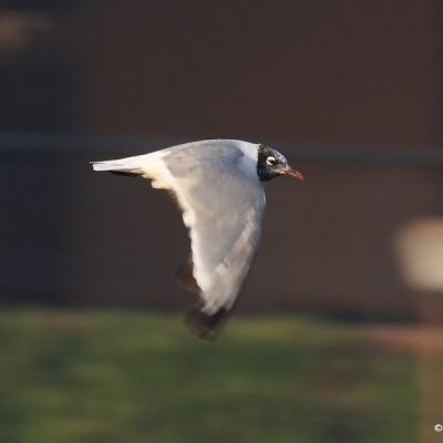 Centurian Lake, Aug 2008