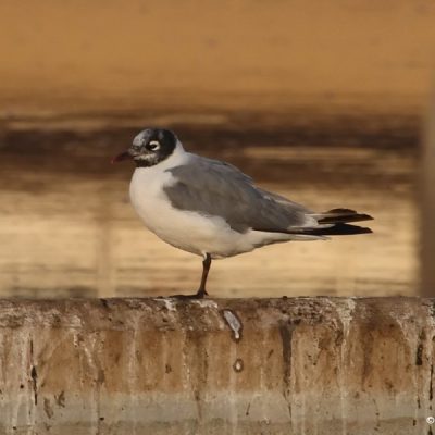 Centurian Lake, Aug 2008