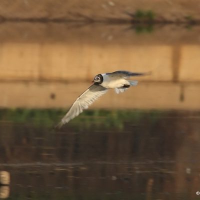 Centurian Lake, Aug 2008