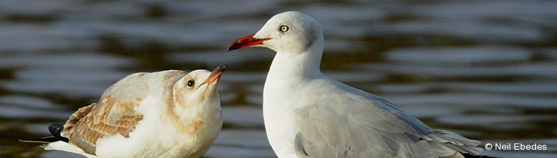Gull, Grey-headed