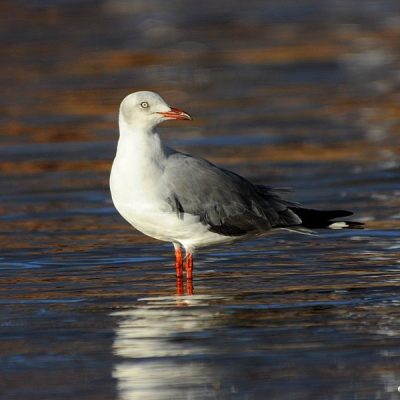 Plettenberg Bay, Western Cape - January 2015