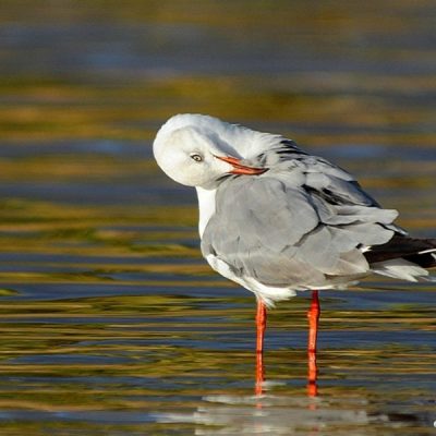 Plettenberg Bay, Western Cape - January 2015