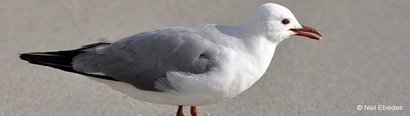 Gull, Hartlaub’s