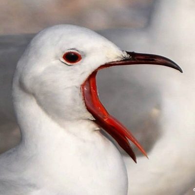 Western Cape,  August 2011