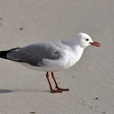 Western Cape,  August 2011