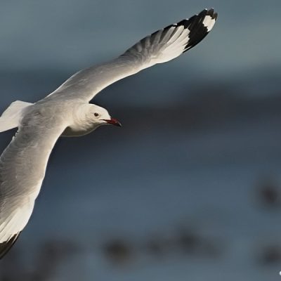 Western Cape,  March 2013