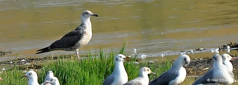 Gull,  Lesser Black-backed