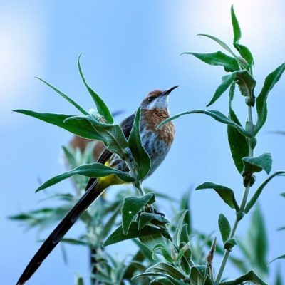 Thendele Camp, Drakensberg   Royal Natal National Park - December 2011