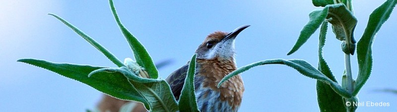 Sugarbird, Gurney’s