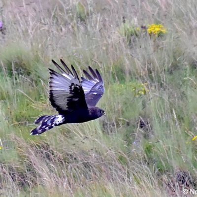 Tiffendell ski resort,  Jan 2017