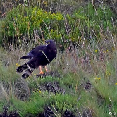 Tiffendell ski resort,  Jan 2017