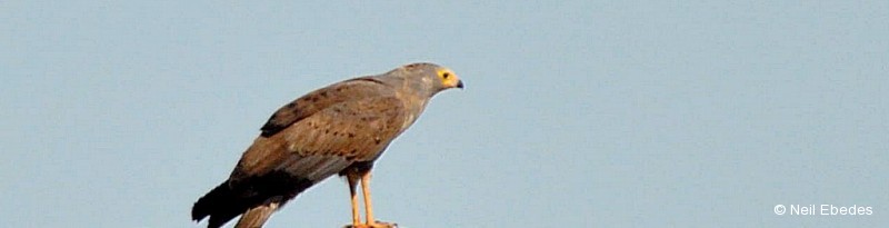 Harrier-hawk, African
