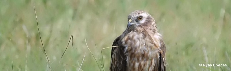 Harrier, Montagu’s