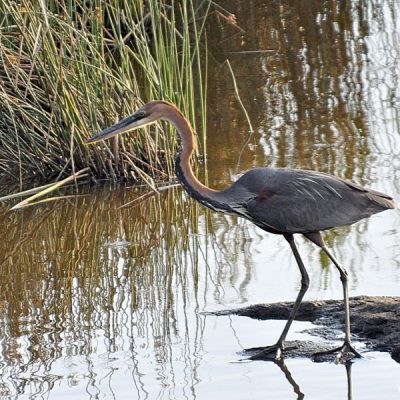Plettenberg Bay, Western Cape - January 2013