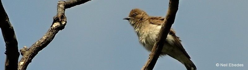 Honeybird, Brown-backed