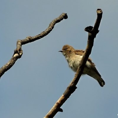 Kingskloof Nature reserve, Muldersdrift, Gauteng - November 2012