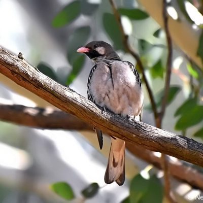 Avianto, Muldersdrift, Gauteng - July 2017