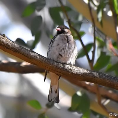 Avianto, Muldersdrift, Gauteng - July 2017