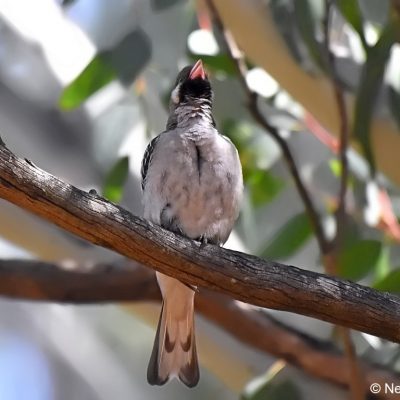 Avianto, Muldersdrift, Gauteng - July 2017