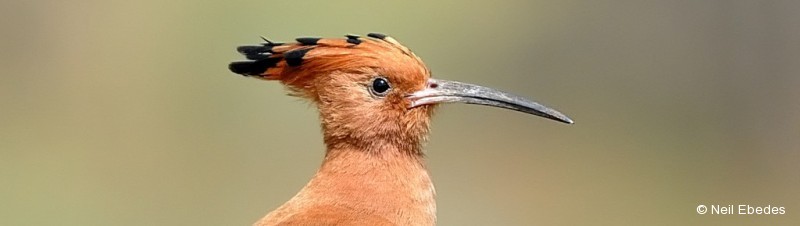 Hoopoe, African
