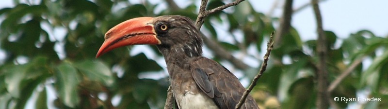 Hornbill, Crowned