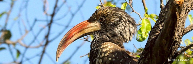 Hornbill, Monteiro’s