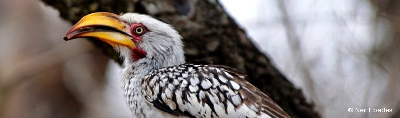 Hornbill, Southern Yellow-billed