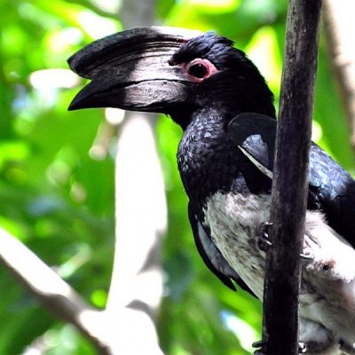 Mkuzi NP,  December 2011