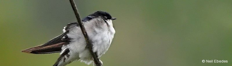 House-martin, Common