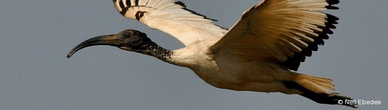 Ibis, African Sacred