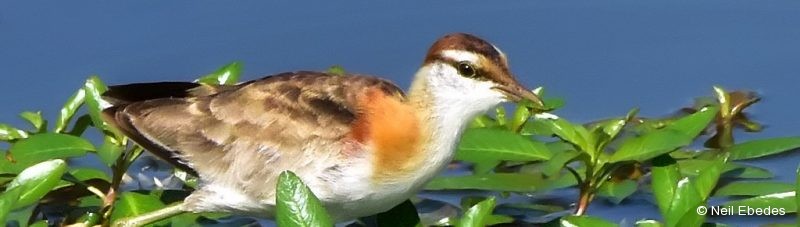 Jacana, Lesser