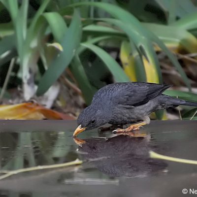 Fourways,  March 2017