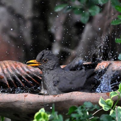 Fourways,  March 2017