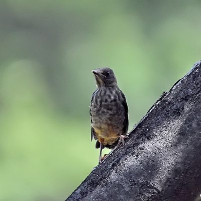 October - February 2017