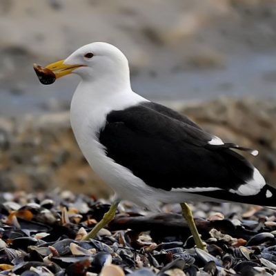 Western Cape,  November 2011