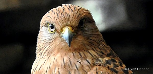 Kestrel, Greater