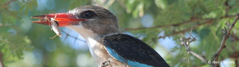 Kingfisher, Brown-hooded