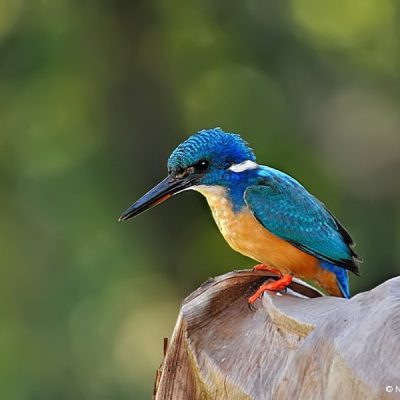 Walter Sisulu Botanical gardens, May 2012