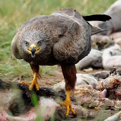 Vulpro Hide,  March 2014