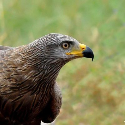 Vulpro Hide,  March 2014