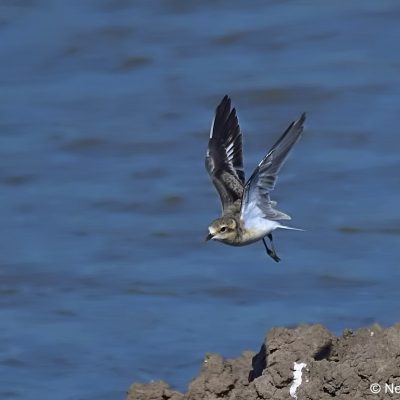 Zaagkuildrift, Mar 2017