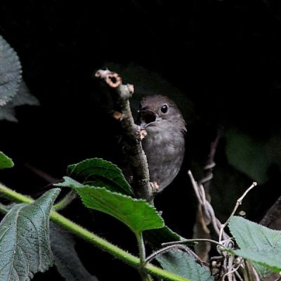 Plettenberg Bay Golf Club, Plettenberg Bay - December 2014