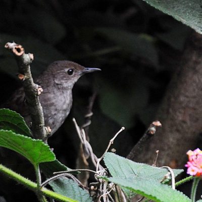 Plettenberg Bay Golf Club, Plettenberg Bay - December 2014