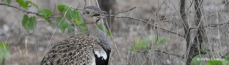 Korhaan, Red-crested
