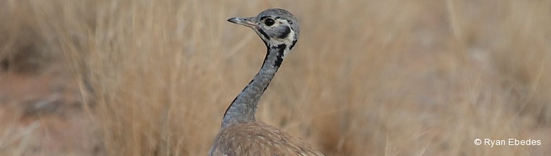 Korhaan, Ruppell’s