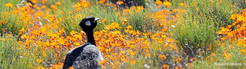 Korhaan, Southern-black