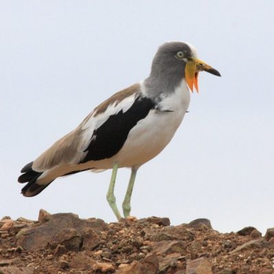 Kruger National Park,  May 2008.    Notice the Carpal Spurs
