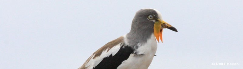 Lapwing, White-crowned