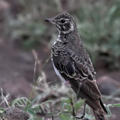 Talamati - KNP,  Dec 2012